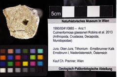 Foto (Objket + Etiketten) von Culmenformosa glaessneri (Robins et al., 2013) 